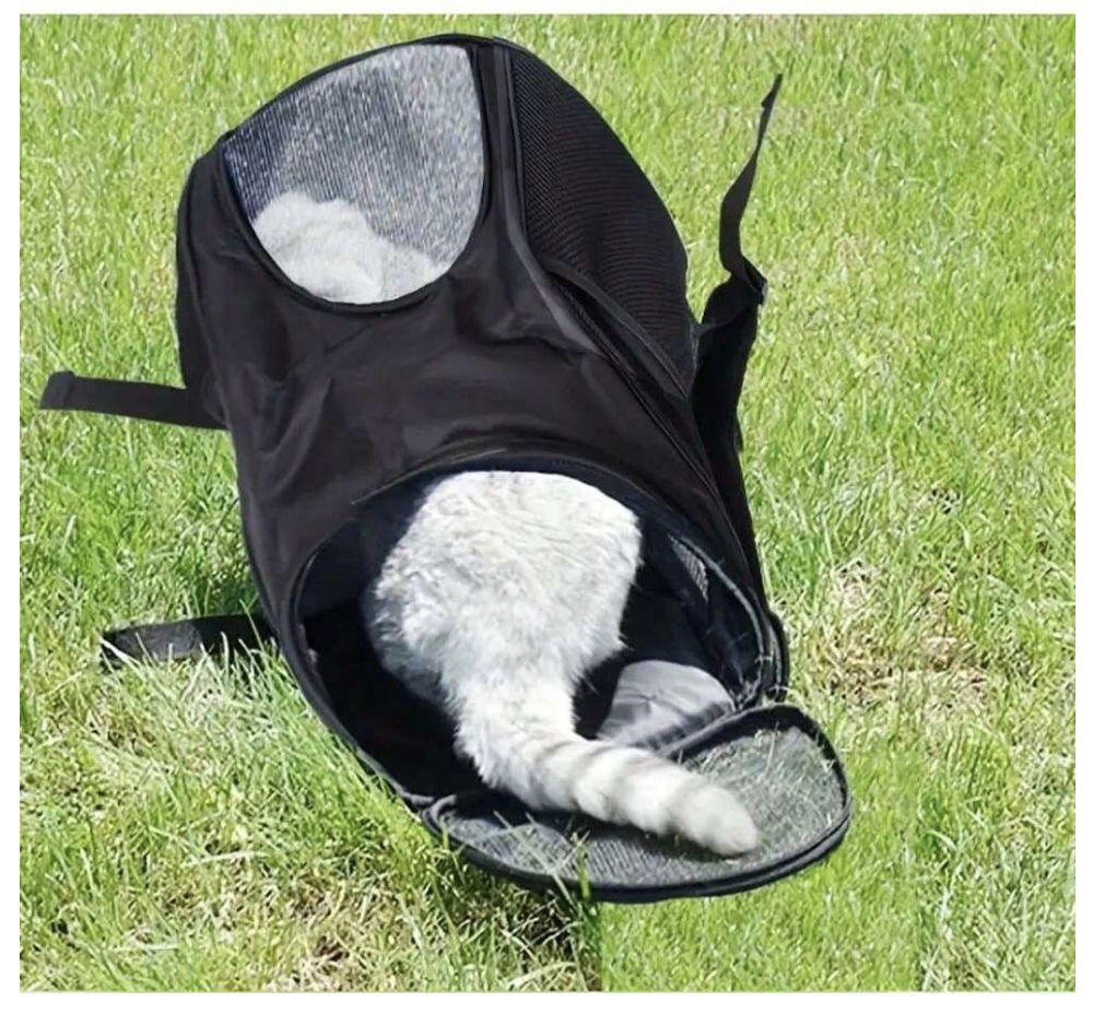 お散歩やハイキングにペットを連れて行こう