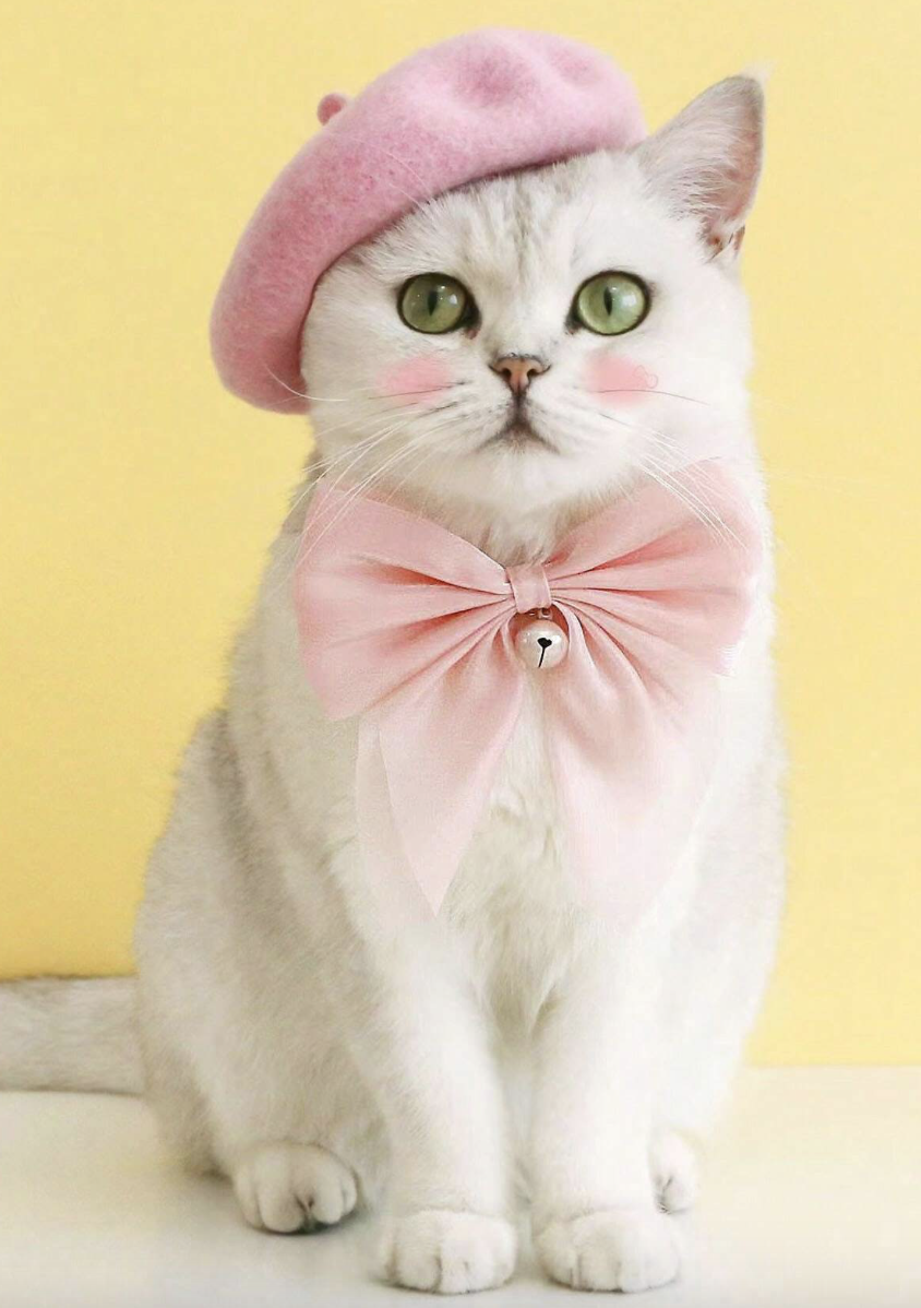 大きなちょう結びベル付き猫の首輪、エレガントで美しいネックレス、プリンセスピンクのファッショナブルなサイズ調節可能