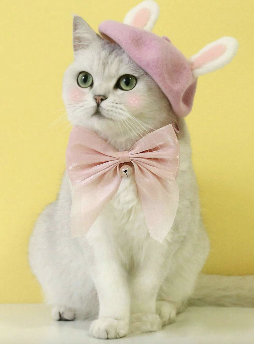 大きなちょう結びベル付き猫の首輪、エレガントで美しいネックレス、プリンセスピンクのファッショナブルなサイズ調節可能