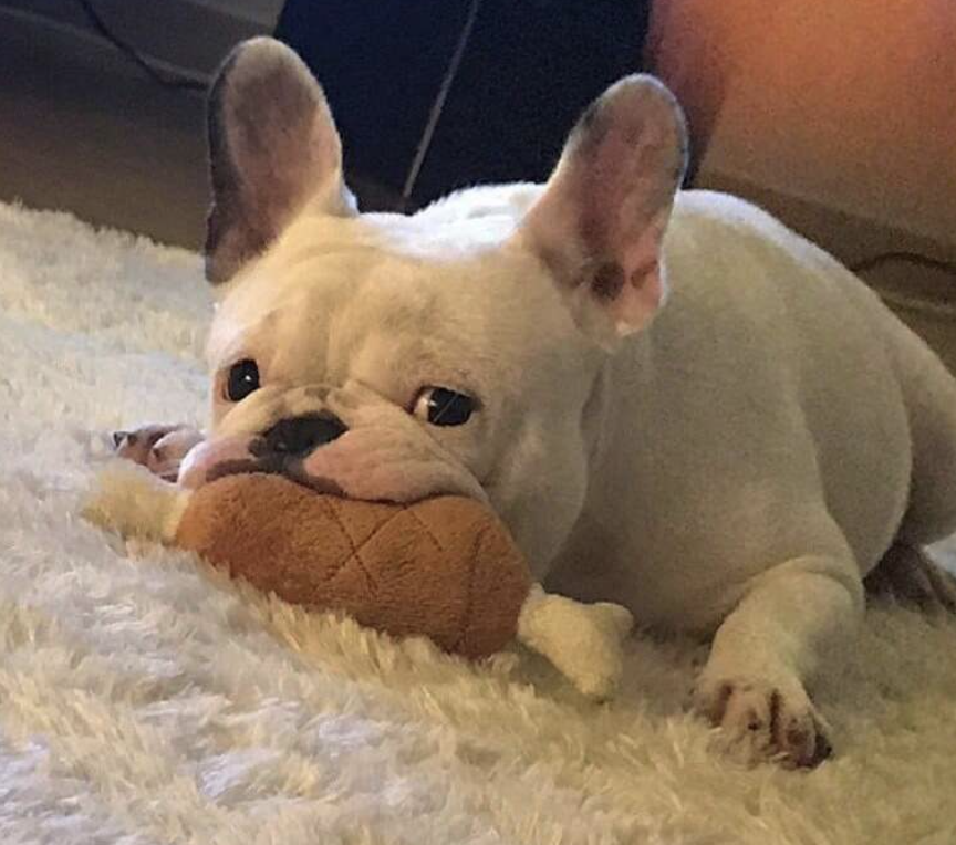 小型犬用咬み耐性チキンレッグ形のぬいぐるみおもちゃ、音がする犬のおもちゃ、楽しい猫のおもちゃ、自己エンターテイメントペットおもちゃ