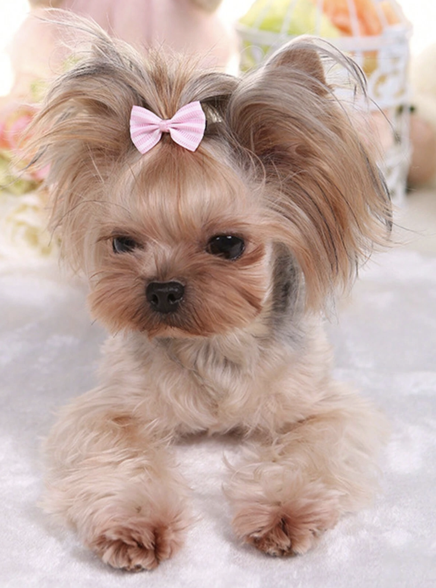 犬猫用ヘアクリップ ストライプ柄 5個セット