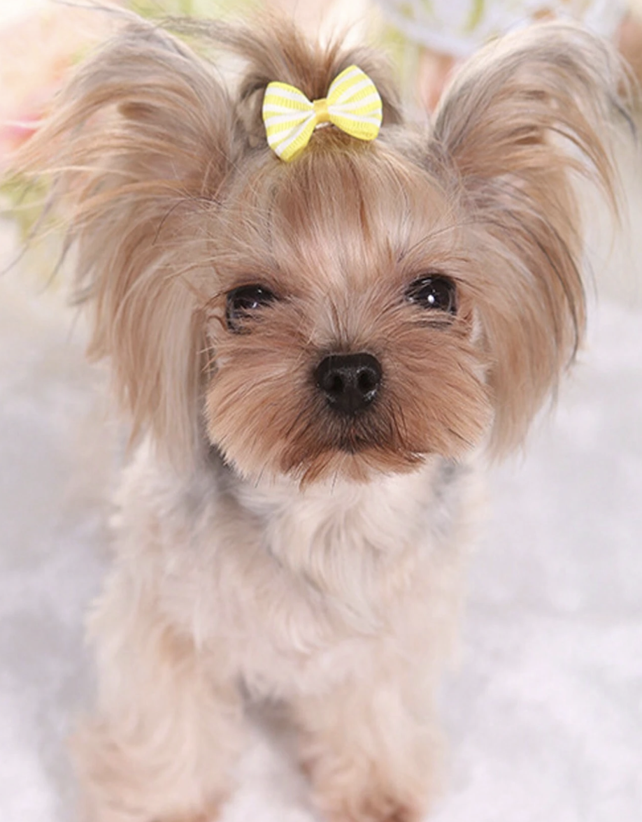 犬猫用ヘアクリップ ストライプ柄 5個セット