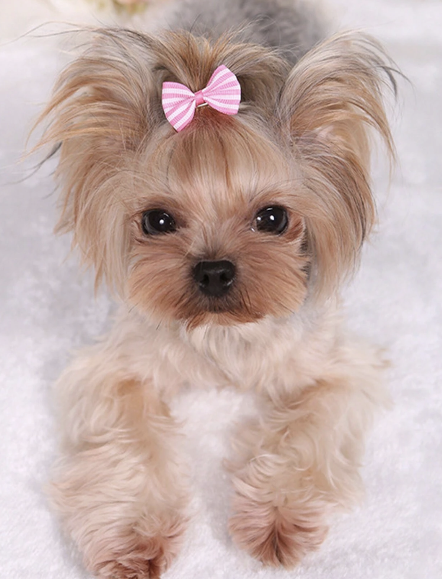 犬猫用ヘアクリップ ストライプ柄 5個セット